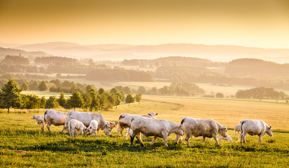 Obraz premium Bohemian dawn landscape