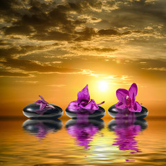 Zen concept of time or age-different stages of wilting orchid flower on stones