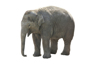 small, elephant