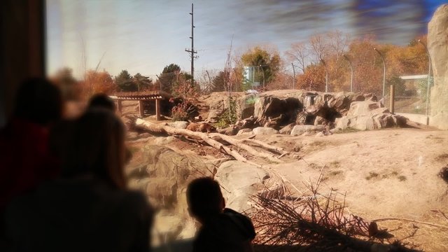 families watching a grizzly bear at zoo