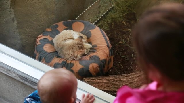 kids looking at sand cat in zoo