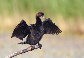 Cormorant