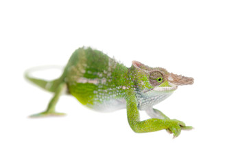 Fischer's chameleon, Kinyongia fischeri on white