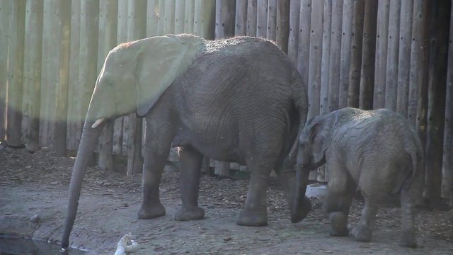 Mother and Baby Elephant at Zoo