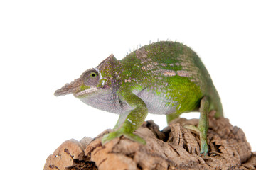 Fischer's chameleon, Kinyongia fischeri on white