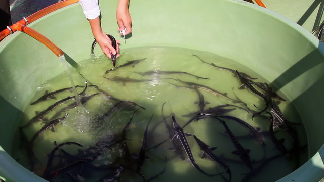 Biologist catching and implanting microchips to sturgeons (Acipenser stellatus)