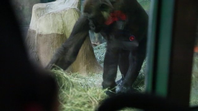baby watching gorilla