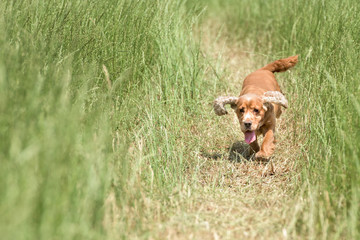 Young puppy dog English cocker spaniel while running on the grass