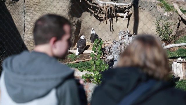 people looking at eagles in the zoo