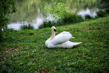 Il Riposo del Principe