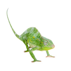Usambara giant three-horned chameleon, on white