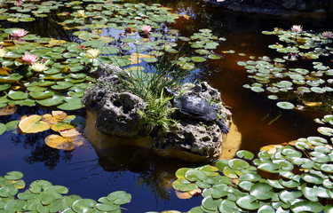 Turtle Pad Island/Turtle on a rock amongst Lily Pads