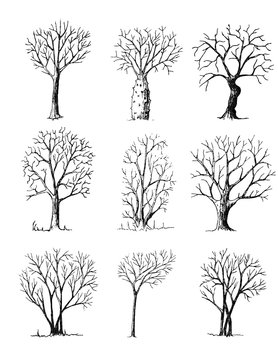 Hand drawn trees isolated on white