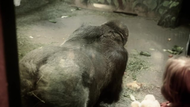 girl watching a gorilla