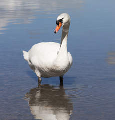 Obraz premium Schwan