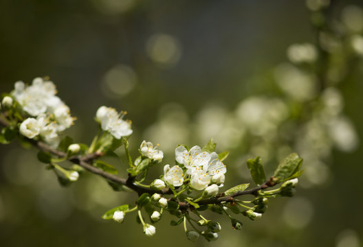 Blossoming branch of plum tree on green background