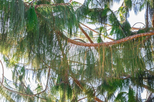 rama de arbol