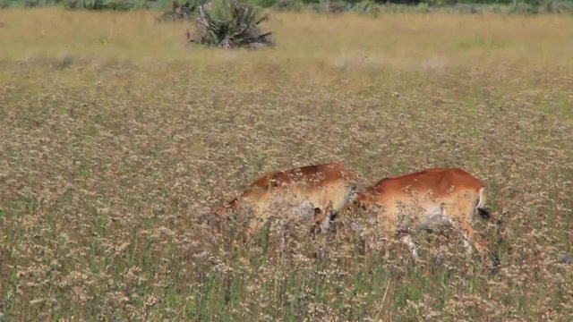 Red Lechwe in field
