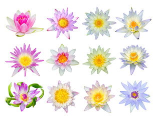 Water lily or lotus flower set 12-2