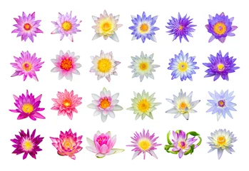 Crédence de cuisine en verre imprimé Nénuphars Water lily or lotus flower set 24-1