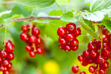Rote Johannisbeere (Ribes rubrum)