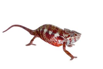 The panther chameleon, Furcifer pardalis on white