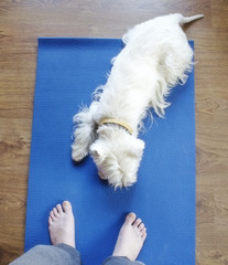 Dog on yoga mat