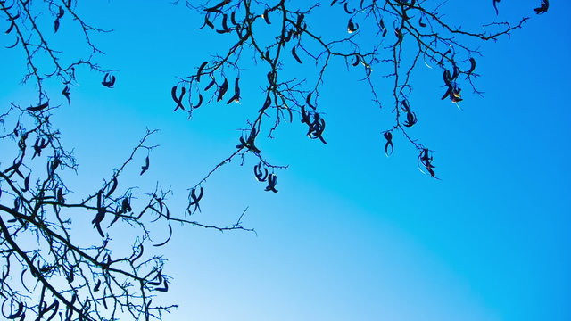 Empty carob tree branches in winter on clear day