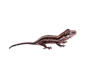 Naklejka premium The gargoyle, New Caledonian bumpy gecko on white