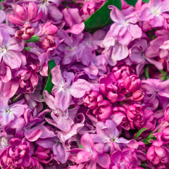 Beautiful spring lilac flowers ,toned image