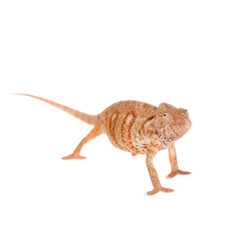 The Oustalets or Malagasy giant chameleon on white