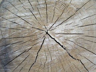 Holzstruktur