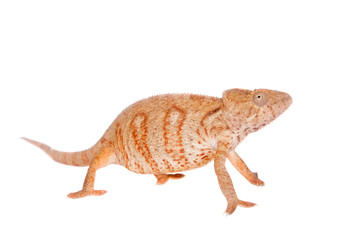 The Oustalets or Malagasy giant chameleon on white