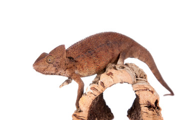 The Oustalets or Malagasy giant chameleon on white
