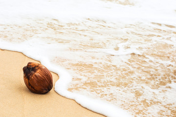 Coconut on wet yellow beach sand and foamy wave water