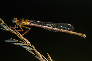 Kleine Pechlibelle (Ischnura pumilio)