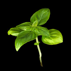 Young Sweet Basil plant on black background.