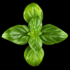 Young Sweet Basil leaves. Macro photo from above on black background.