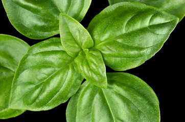 Young Sweet Basil leaves closeup. Macro photo from above on black background.