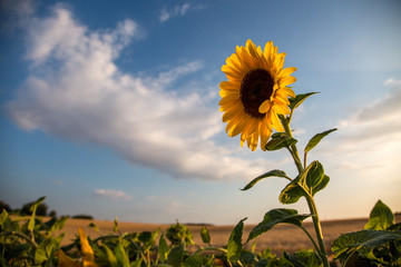 Naklejka premium Sonnenblume hoch hinaus