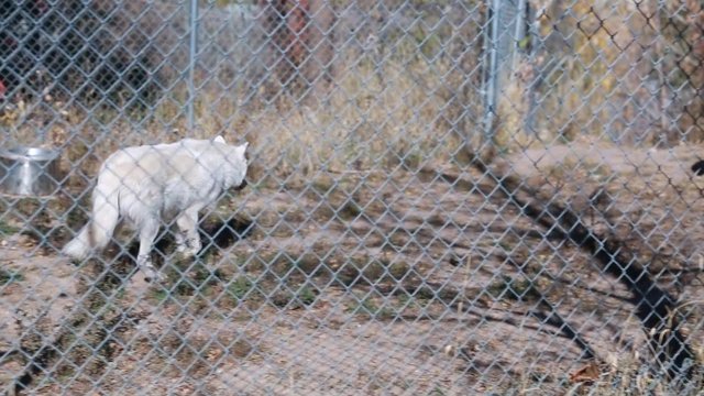 wolves in a zoo
