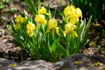 growing yellow irises