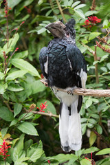 Hornbill Bird with Large Beak