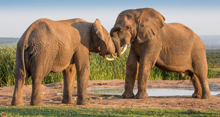 Obraz na płótnie Canvas African Elephant Greeting