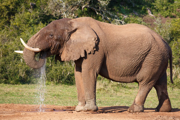 Elephant drinking Water