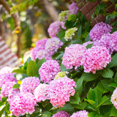 Floral postcard for your design