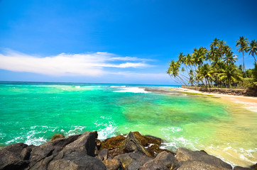 Beach side Sri Lanka with coconut trees