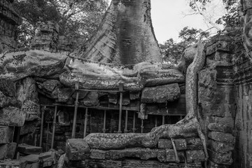 Restoration in Ta Prohm Temple