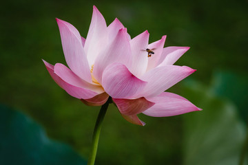 Pink Lotus Flower with a Bee