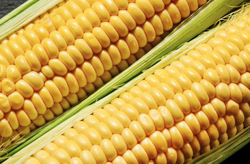 Fresh juicy organic corn, close up, selective focus